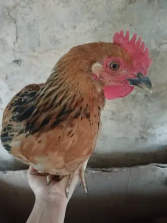 Куры Кучинская юбилейная Мариуполь