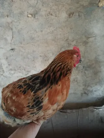 Куры Кучинская юбилейная Мариуполь