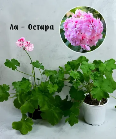 Сортовые пеларгонии. Распродажа Макеевка