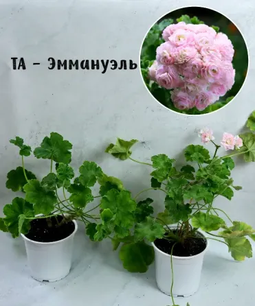 Сортовые пеларгонии. Распродажа Макеевка