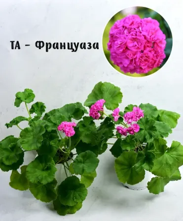 Сортовые пеларгонии. Распродажа Макеевка