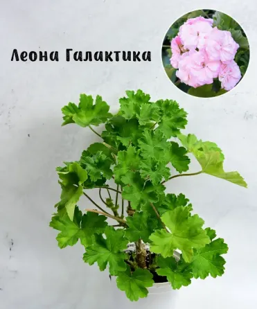 Сортовые пеларгонии. Распродажа Макеевка