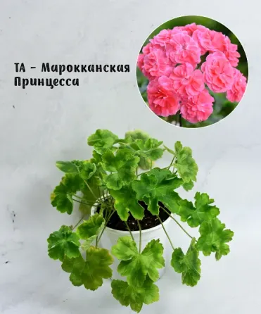 Сортовые пеларгонии. Распродажа Макеевка