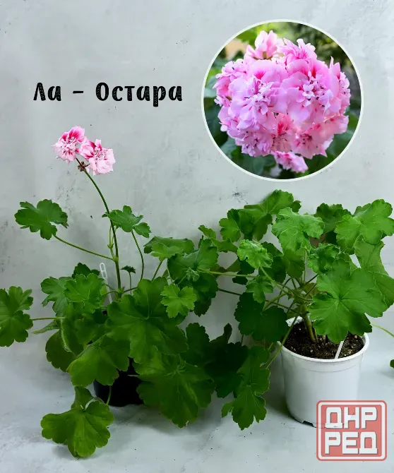 Сортовые пеларгонии. Распродажа Макеевка - изображение 2
