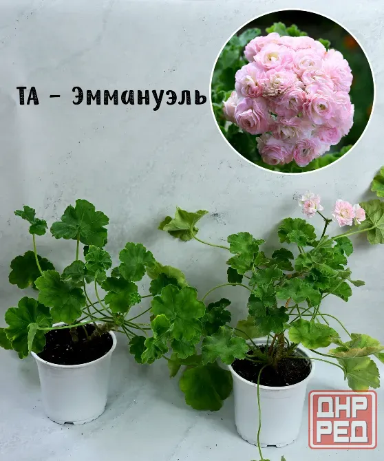 Сортовые пеларгонии. Распродажа Макеевка - изображение 3