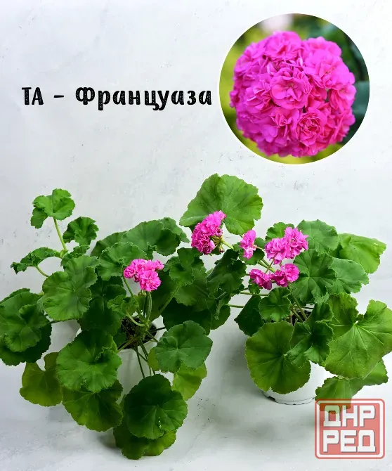 Сортовые пеларгонии. Распродажа Макеевка - изображение 1