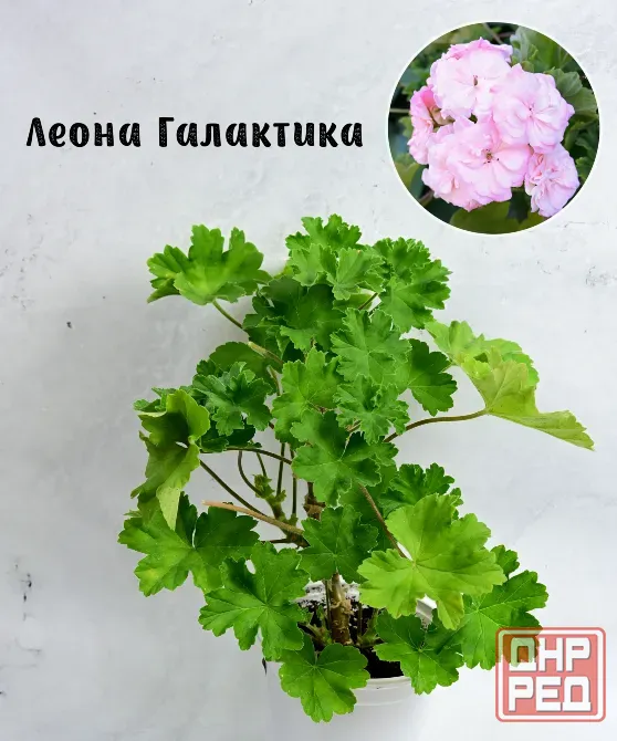 Сортовые пеларгонии. Распродажа Макеевка - изображение 5