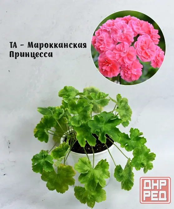 Сортовые пеларгонии. Распродажа Макеевка - изображение 4