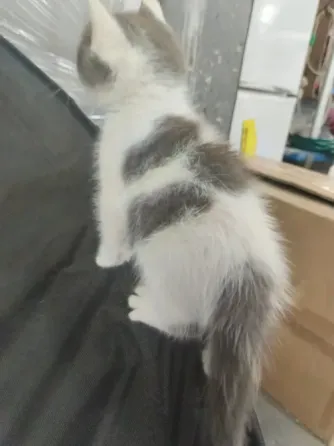Невислоухий котёнок Макеевка