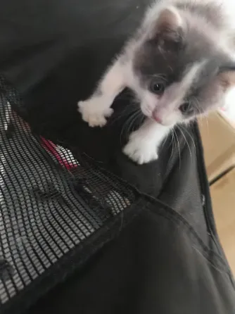 Невислоухий котёнок Макеевка
