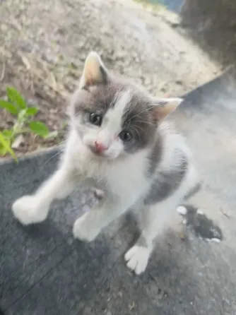 Невислоухий котёнок Макеевка