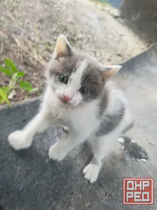 Невислоухий котёнок Макеевка - изображение 1