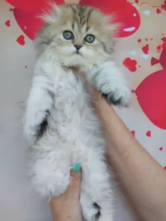 Шотландская девочка Донецк