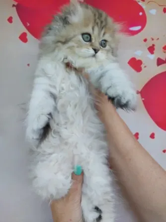Шотландская девочка Донецк