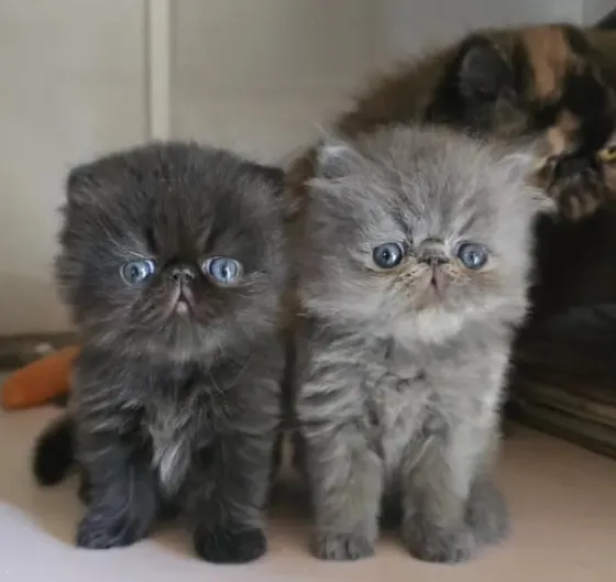 Продам персидских котят Донецк