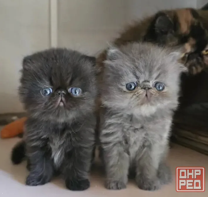 Продам персидских котят Донецк - изображение 1