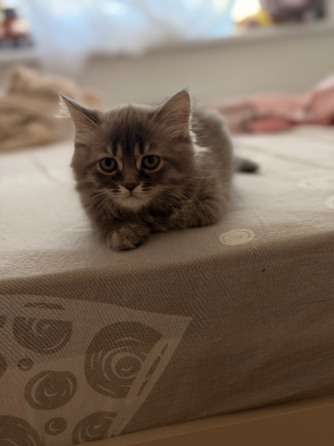Шотландские котята Донецк