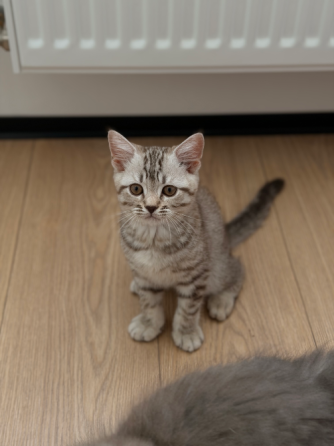 Шотландские котята Донецк