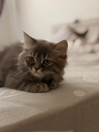 Шотландские котята Донецк