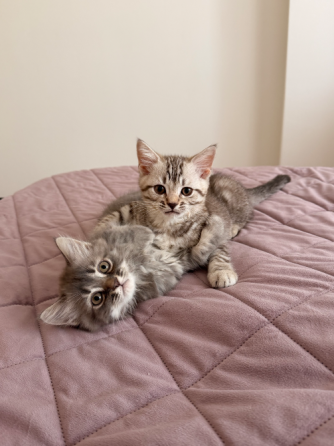 Шотландские котята Донецк
