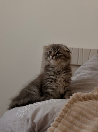Шотландские котята Донецк