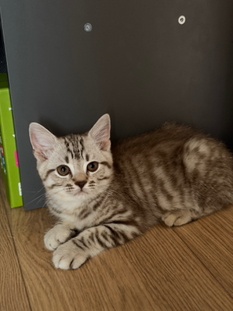 Шотландские котята Донецк