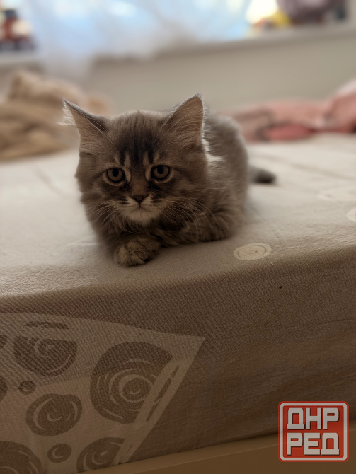 Шотландские котята Донецк - изображение 3
