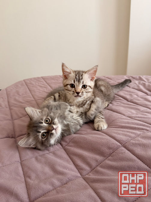 Шотландские котята Донецк - изображение 6