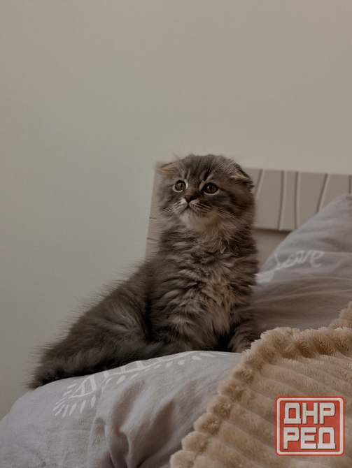 Шотландские котята Донецк - изображение 1