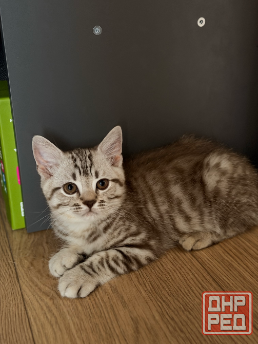 Шотландские котята Донецк - изображение 2