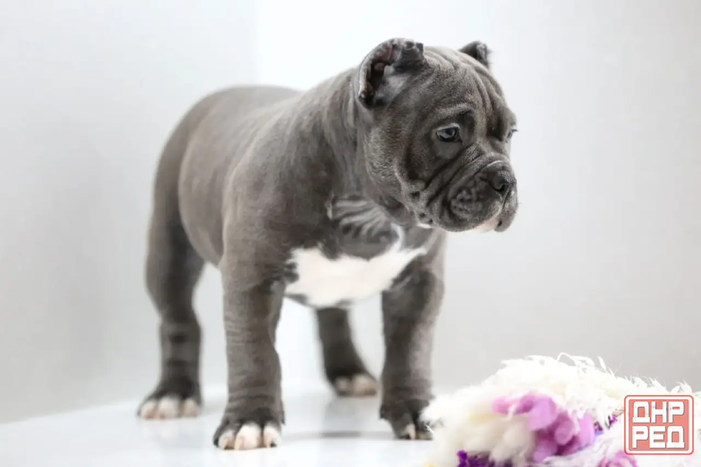 Американский булли, щенок (девочка) Донецк - изображение 6