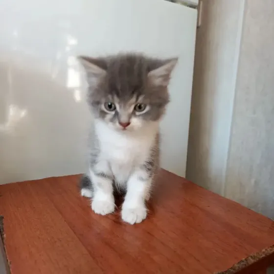 Отдам в хорошие руки Донецк