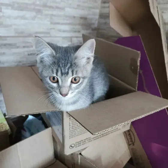 Отдам в хорошие руки Донецк