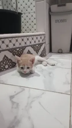 Отдам в хорошие руки Донецк