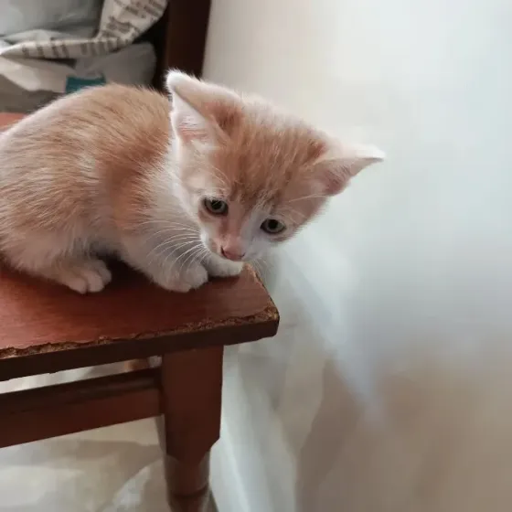 Отдам в хорошие руки Донецк