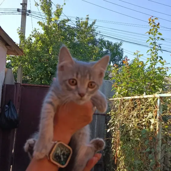 Отдам в хорошие руки Донецк