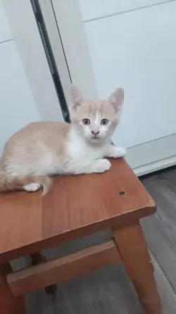 Отдам в хорошие руки Донецк