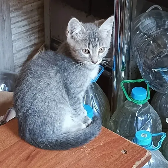 Отдам в хорошие руки Донецк