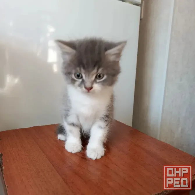 Отдам в хорошие руки Донецк - изображение 3