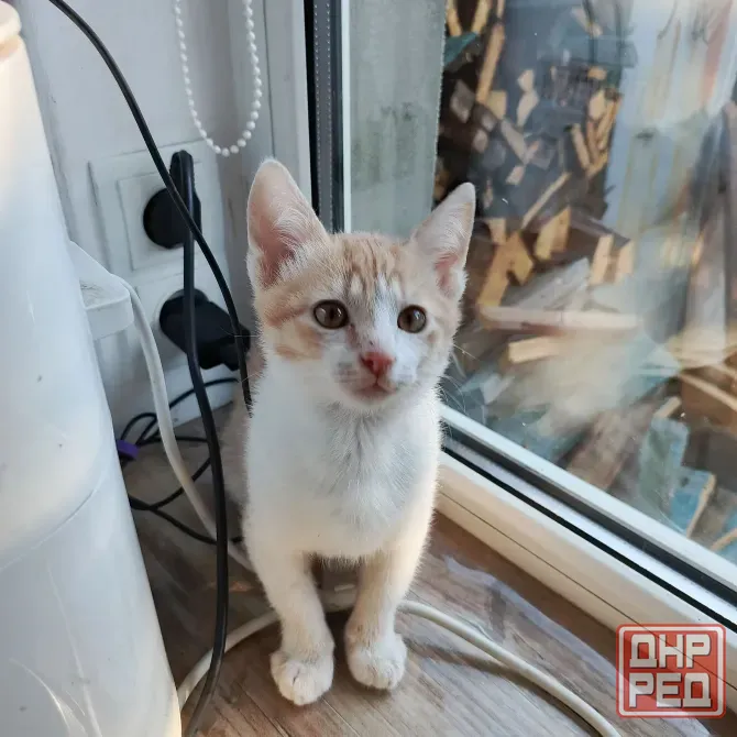 Отдам в хорошие руки Донецк - изображение 3