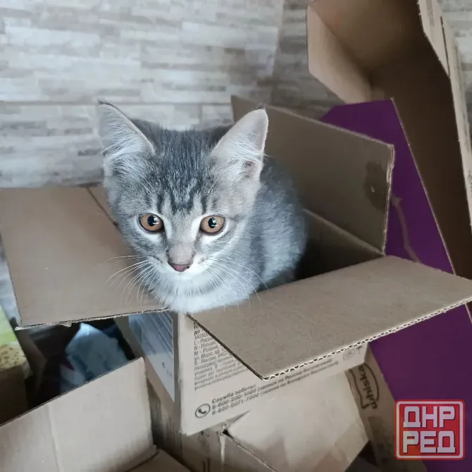 Отдам в хорошие руки Донецк - изображение 1
