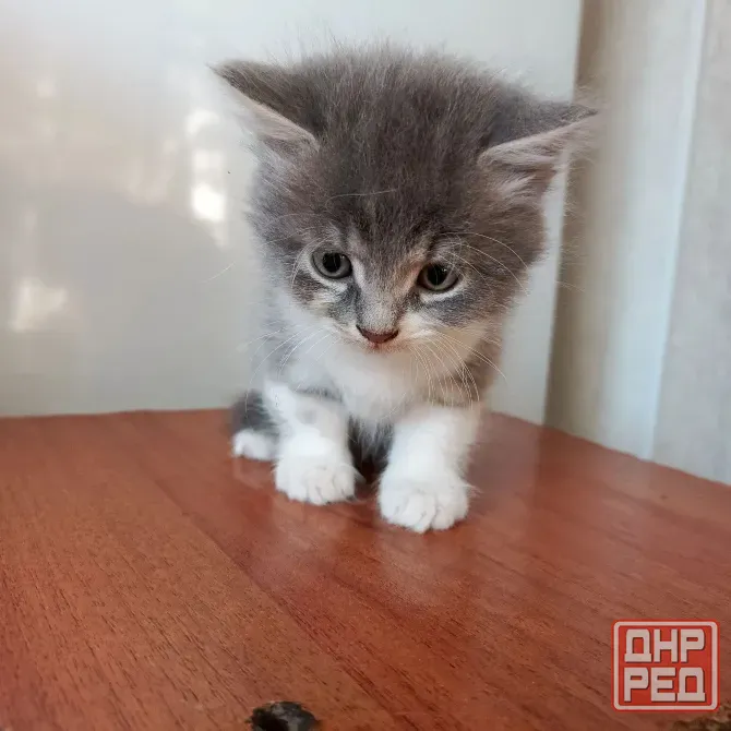 Отдам в хорошие руки Донецк - изображение 1