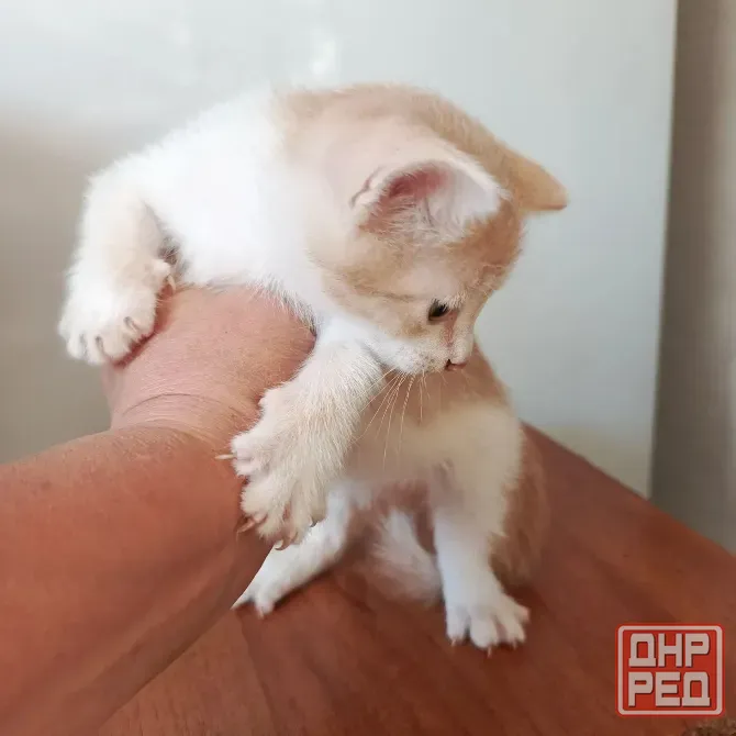Отдам в хорошие руки Донецк - изображение 4