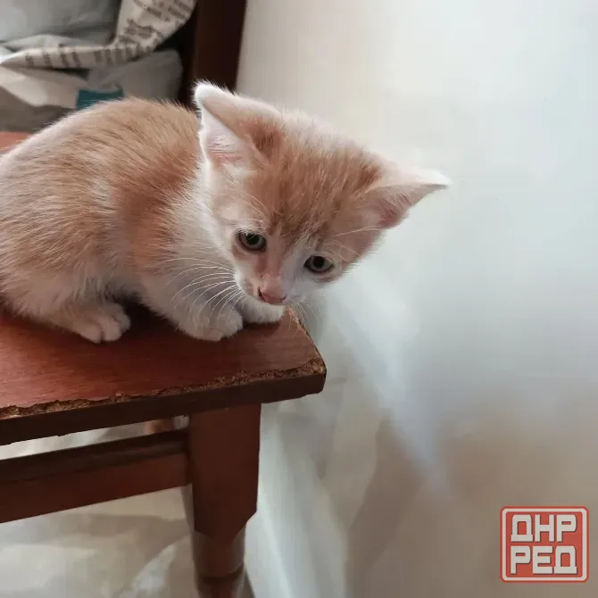 Отдам в хорошие руки Донецк - изображение 6