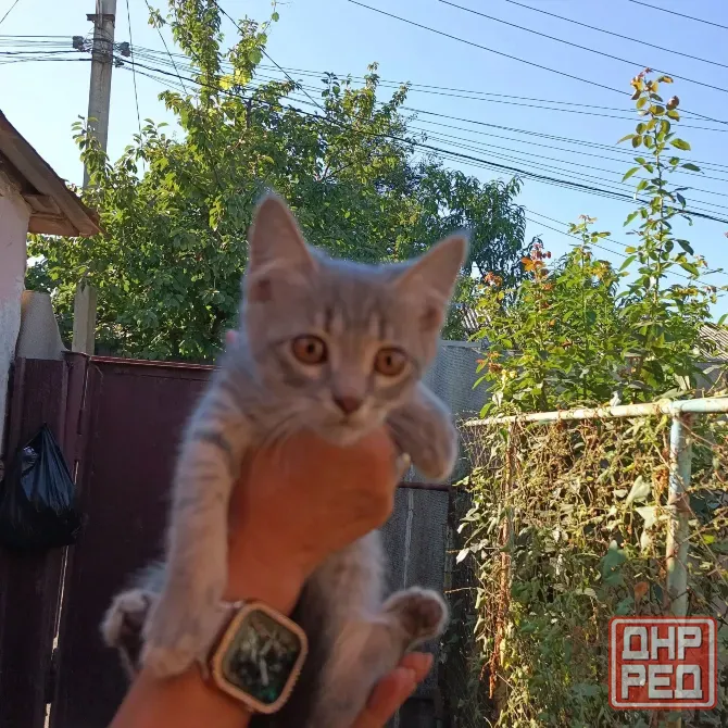 Отдам в хорошие руки Донецк - изображение 6