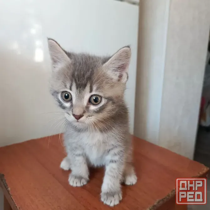 Отдам в хорошие руки Донецк - изображение 2