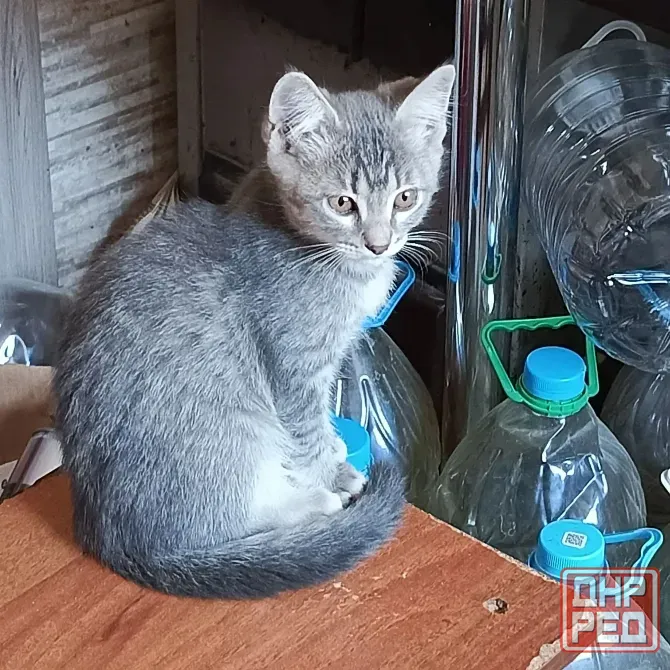 Отдам в хорошие руки Донецк - изображение 2