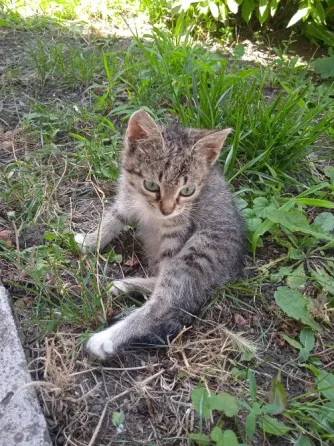 Котята Донецк