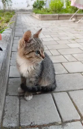 Котята Донецк