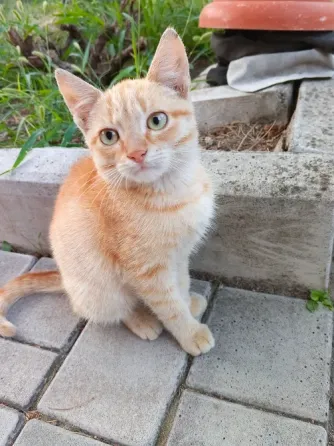 Котята Донецк